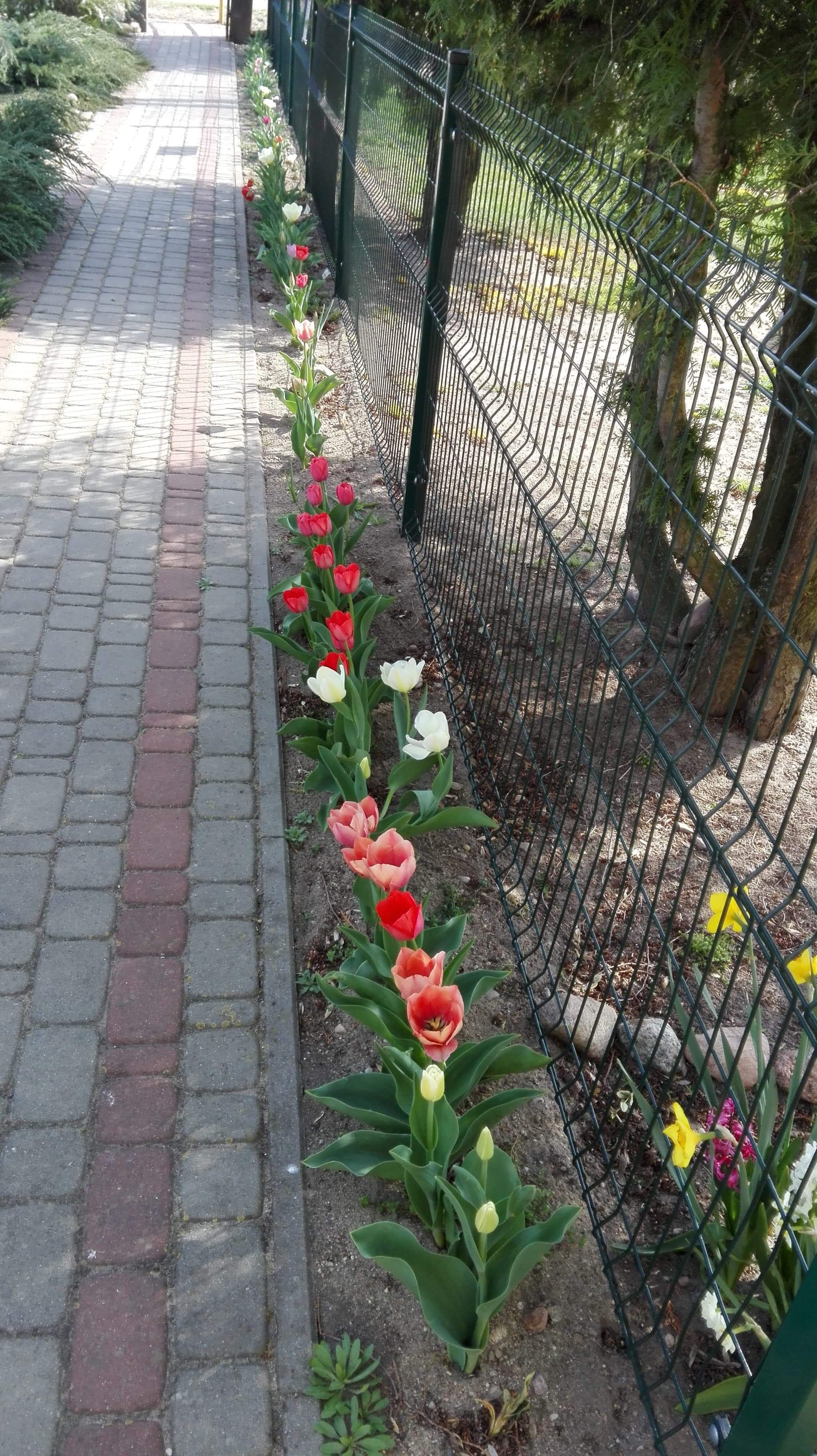 Tulipany zakwitły!
